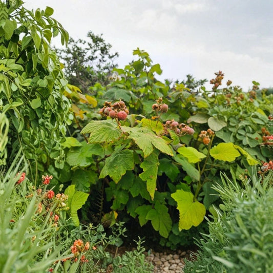 Thimbleberry Plant – Rubus parviflorus Live Native Berry Shrub | 5 Inch Pot | 3–4 Inch Tall Starter | Edible Red Berries | Woodland Garden | Wildlife Friendly