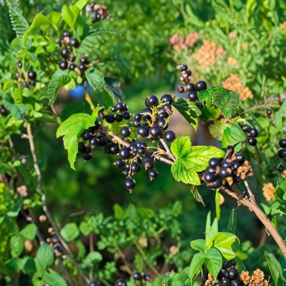 Consort Black Currant Plant – Ribes nigrum Live Rooted Starter | Edible Fruit Shrub | Cold Hardy Berry Plant | Zones 4–8