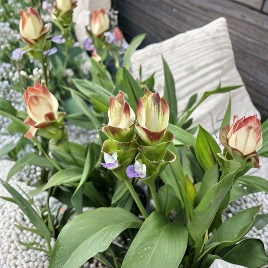 Siam Solar Curcuma Live Plant – Ginger Flower Plant | 4 Inch Starter | Ornamental Tropical Ginger | Ships Without Pot | Tropical Garden Plant