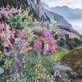 Leucothoe ‘Rainbow’ Live Evergreen Shrub | Variegated Shade Plant | Colorful Foliage & Spring Blooms | #2 Container Grown
