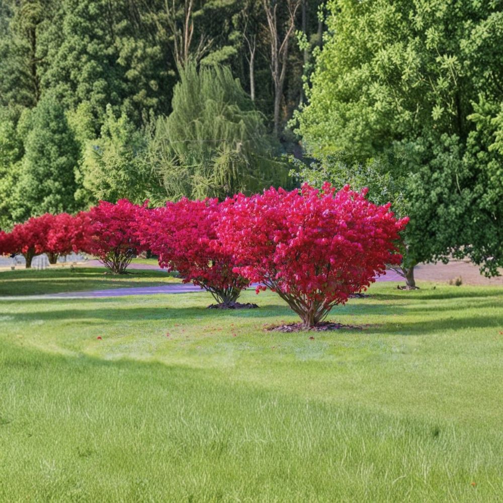 Burning Bush – Euonymus alatus Live Bare Root Plants | 6–10 Inches Tall | Set of 5 Hardy Shrubs | Deer Resistant | Brilliant Fall Color
