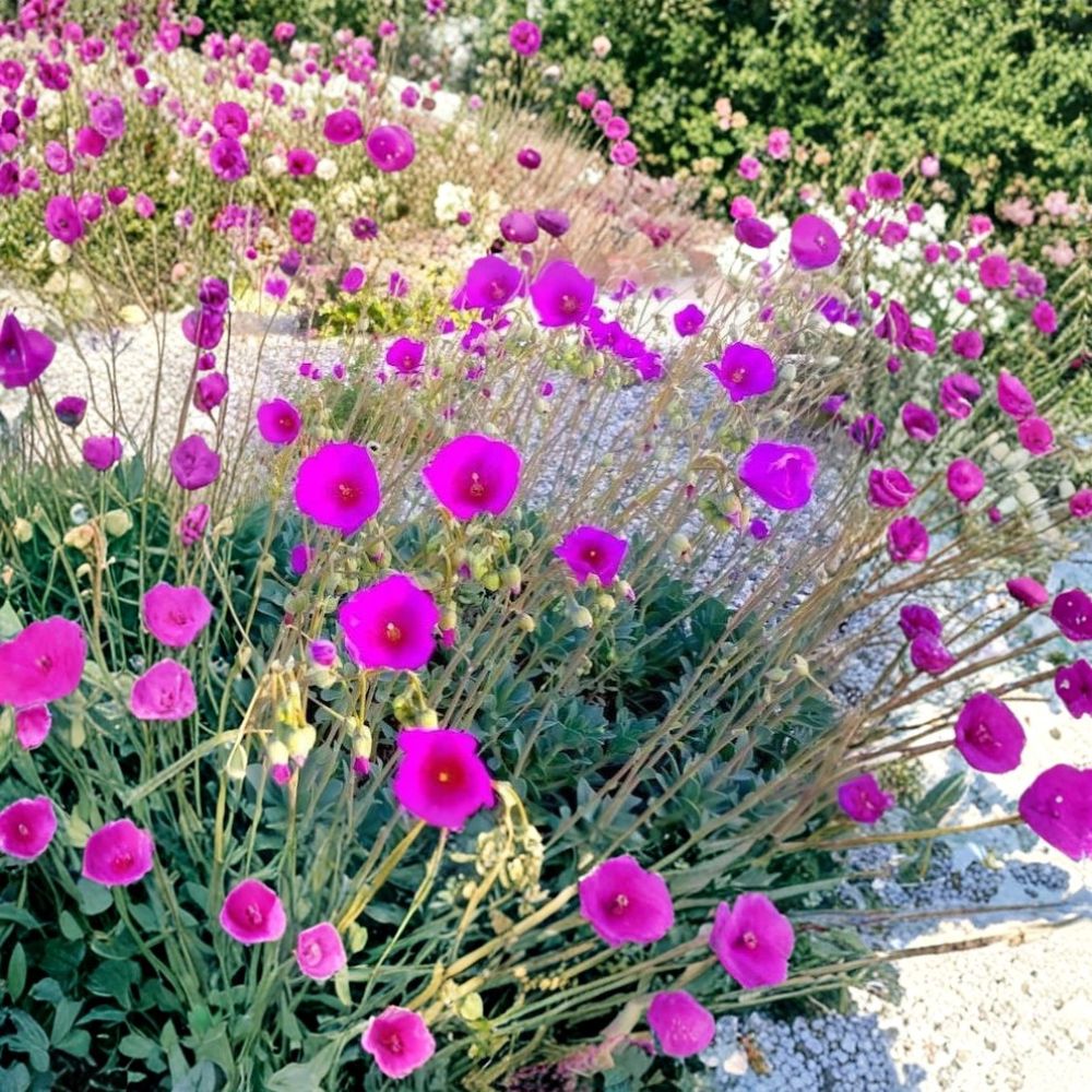 Rock Purslane – Calandrinia spectabilis Fresh Cuttings | Set of 10 | Drought-Tolerant Succulent | Bright Pink Flowering Ground Cover