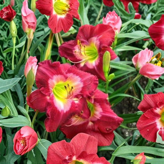 Daylily ‘Lexington Avenue’ Live Plant – Large Blooming Bare Root Fan | Pink Purple Daylily | Munson 1990 | Hardy Perennial | Zones 3–10