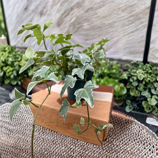 Ivy Glacier Live Plant | 6 Inch Plant | Variegated English Ivy | Indoor Houseplant | Easy Care Trailing Plant | Ships Ready to Grow
