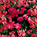 Fuchsia Ivy Leaf Geranium Seeds – Pelargonium x Peltatum Summer Showers | Trailing Hanging Basket Flowers | Hummingbird Friendly | Scarlet Blooms
