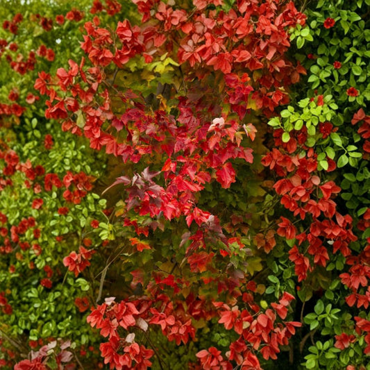Brandywine Maple – Acer rubrum 'Brandywine' Live Tree | 2.5-Inch Pot | Fast Growing Shade Tree | Brilliant Red Fall Color