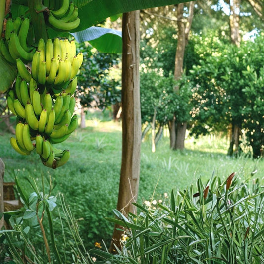 Organic Banana ‘Gran Nain’ Live Plant | Musa acuminata | Chiquita Banana Starter Plant | Tropical Fruit Plant
