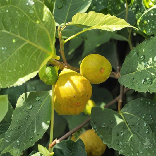 Yellow Long Neck Fig – Ficus carica Live Plant | 4–6 Inches Tall | Rooted Starter | Yellow Fig Fruit Tree | Edible Deciduous Plant | Ships Without Pot | Full Sun