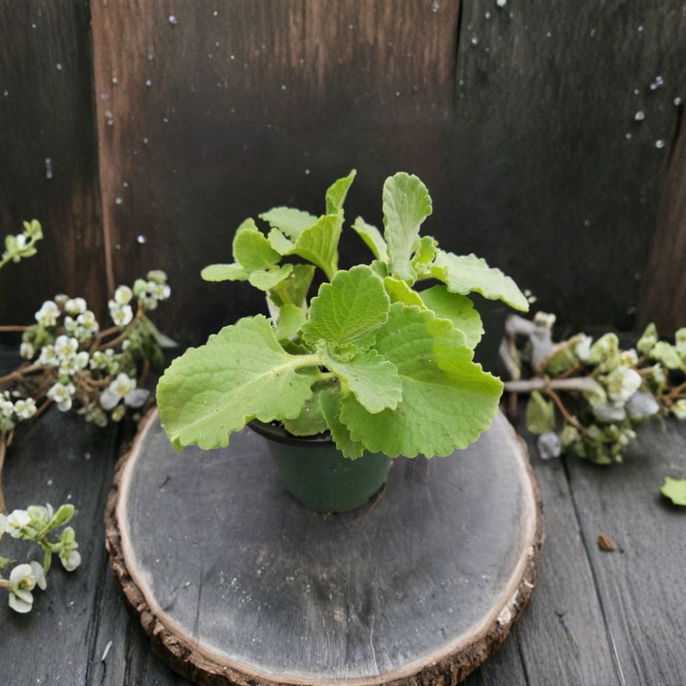 Mexican Mint – Plectranthus amboinicus Live Bare Root | 2 Well-Rooted Plants | Aromatic Herb | Easy to Grow | Indoor & Outdoor