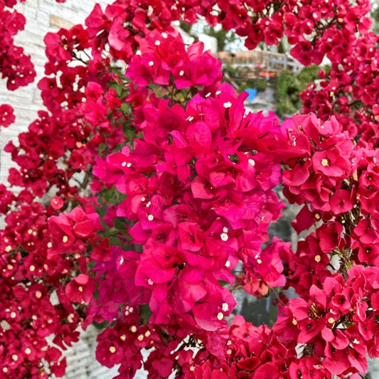 Pink Bougainvillea Live Plant – 6 Inch Pot with Trellis | Fast Growing Tropical Vine | Pink Flowering Bracts | Patio & Garden Plant | NO CA