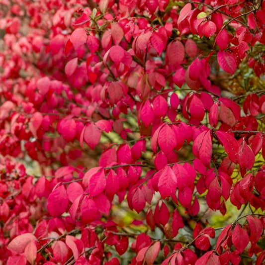 2 Burning Bush Live Plants | 8 Inch Bare Root Plants | Euonymus alatus | Fall Color Shrub | Landscape & Garden Plant