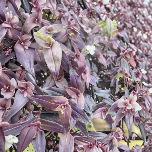 Purple Bridal Veil Plant – Tradescantia multiflora Live Houseplant | 2 Inch Pot | Rooted Indoor & Outdoor Plant | Fast Growing Trailing Plant | Easy to Grow