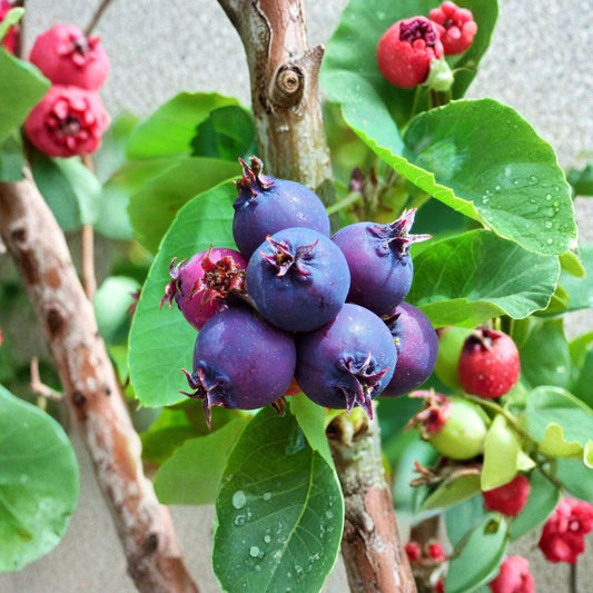 Saskatoon Serviceberry Plant – Amelanchier alnifolia Live Dormant Plant | Edible Native Berry Shrub | Self-Pollinating Fruit Plant | Zones 4–7