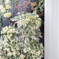 Variegated Fiveleaf Aralia – Live Hardy Shrub | 2 Gallon Pot Plant | Eleutherococcus sieboldianus | Deer Resistant Landscape Plant