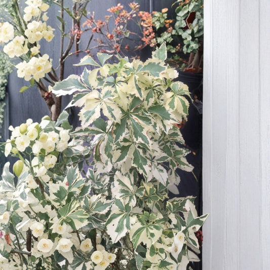 Variegated Fiveleaf Aralia – Live Hardy Shrub | 2 Gallon Pot Plant | Eleutherococcus sieboldianus | Deer Resistant Landscape Plant