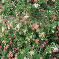 Pieris japonica ‘Karenoma’ Live Evergreen Shrub | Fragrant Bell Shaped Blooms | Deer Resistant Landscape Plant | #1 Container Grown