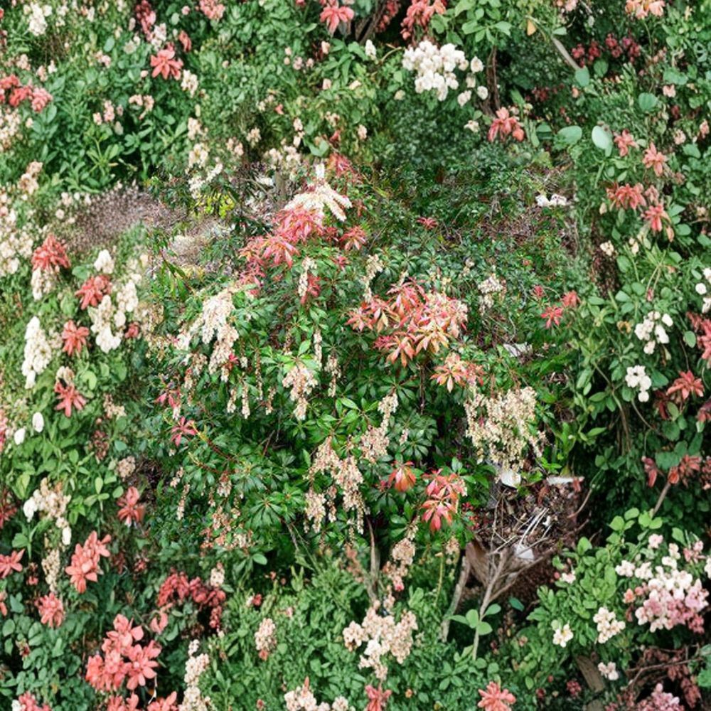 Pieris japonica ‘Karenoma’ Live Evergreen Shrub | Fragrant Bell Shaped Blooms | Deer Resistant Landscape Plant | #1 Container Grown