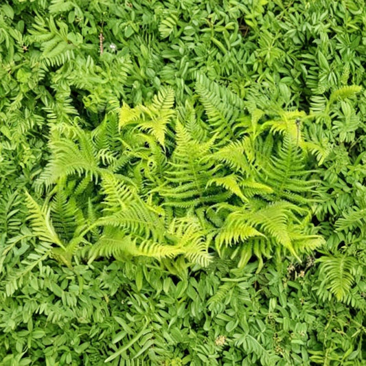 Ostrich Fern – Matteuccia struthiopteris Live Bare Roots | Set of 10 | Hardy Shade Fern | Fiddlehead Fern for Woodland Gardens