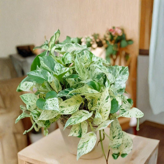Pothos Ivy Combo – 6 Fresh Cuttings | 2 Marble Queen, 2 Brazil & 2 N'Joy | Indoor Houseplant Collection | Easy to Grow