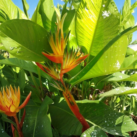 Heliconia Guyana Live Rhizome – Tropical Exotic Plant | Healthy Starter Rhizome | 4–5 Feet Mature Height | Tropical Flowering Plant | Partial Shade to Full Sun
