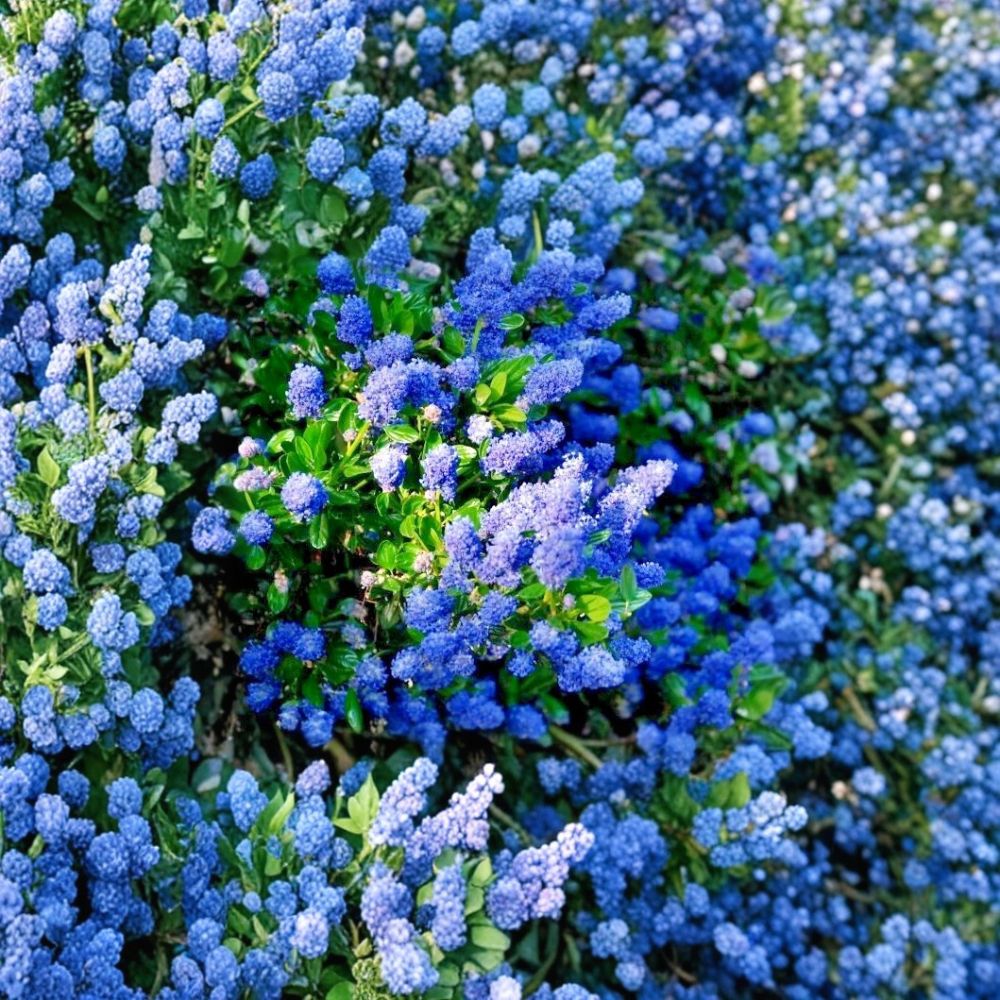 California Lilac – Ceanothus Fresh Unrooted Cuttings | Set of 3 | 6 Inches Long | Evergreen Flowering Shrub | Easy to Propagate
