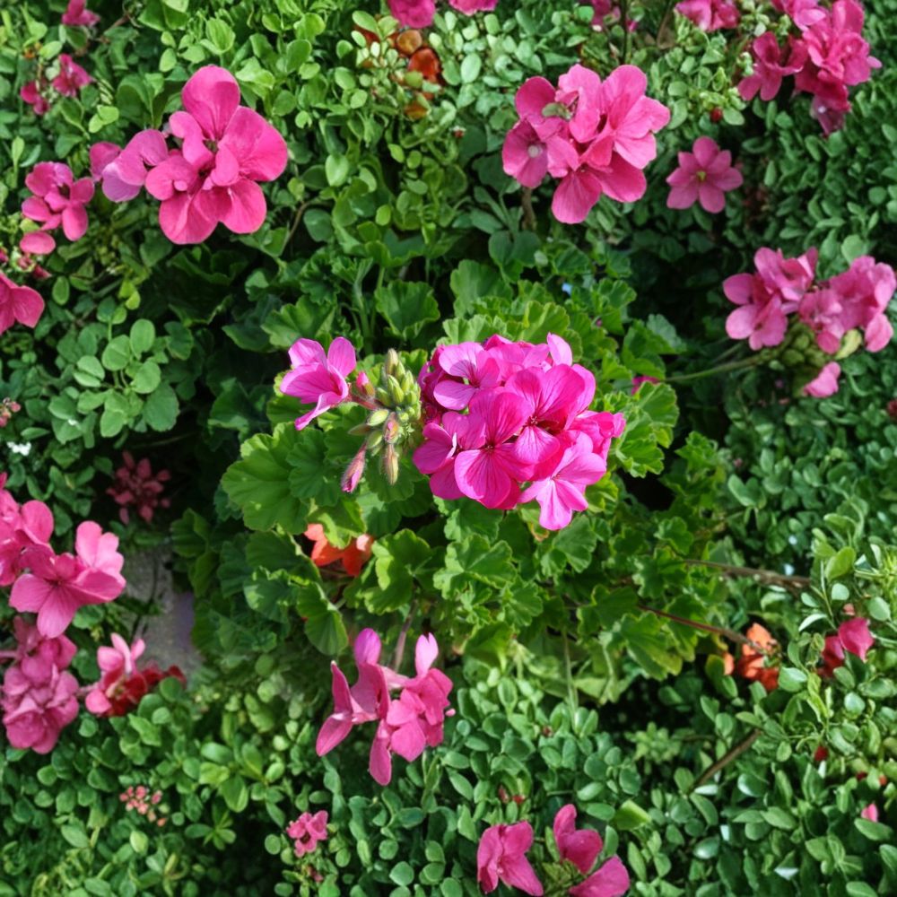 30 Pink Geranium Cuttings – Fragrant Pelargonium Live Plant Starters | Hardy Flowering Cuttings | Easy to Root | Patio & Garden Flowers