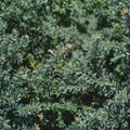 Podocarpus alpinus ‘Blue Gem’ Live Evergreen Shrub | Blue Foliage Plum Yew | Compact Groundcover Conifer | #1 Container Grown