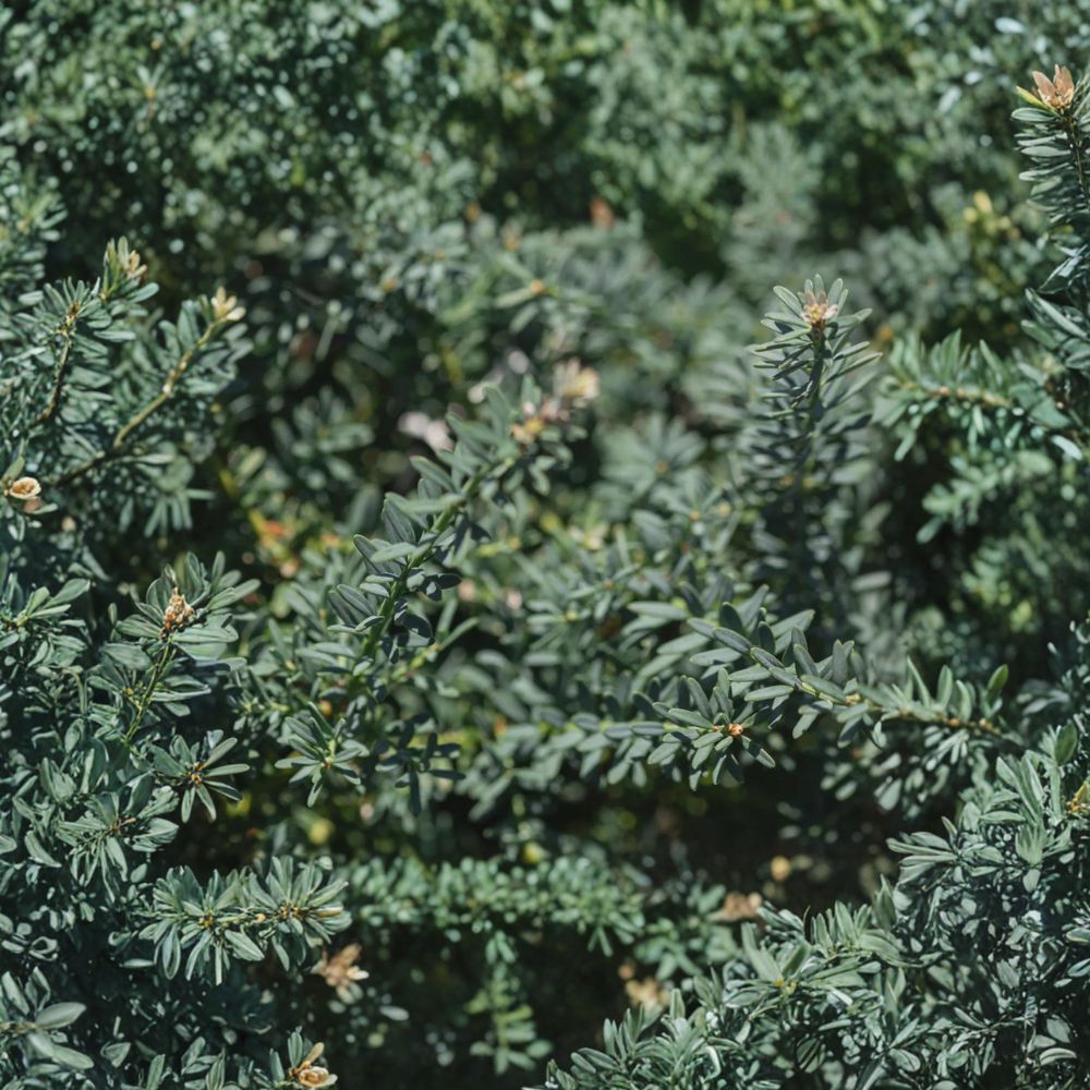 Podocarpus alpinus ‘Blue Gem’ Live Evergreen Shrub | Blue Foliage Plum Yew | Compact Groundcover Conifer | #1 Container Grown