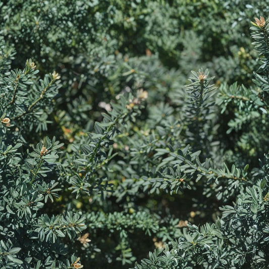 Podocarpus alpinus ‘Blue Gem’ Live Evergreen Shrub | Blue Foliage Plum Yew | Compact Groundcover Conifer | #1 Container Grown