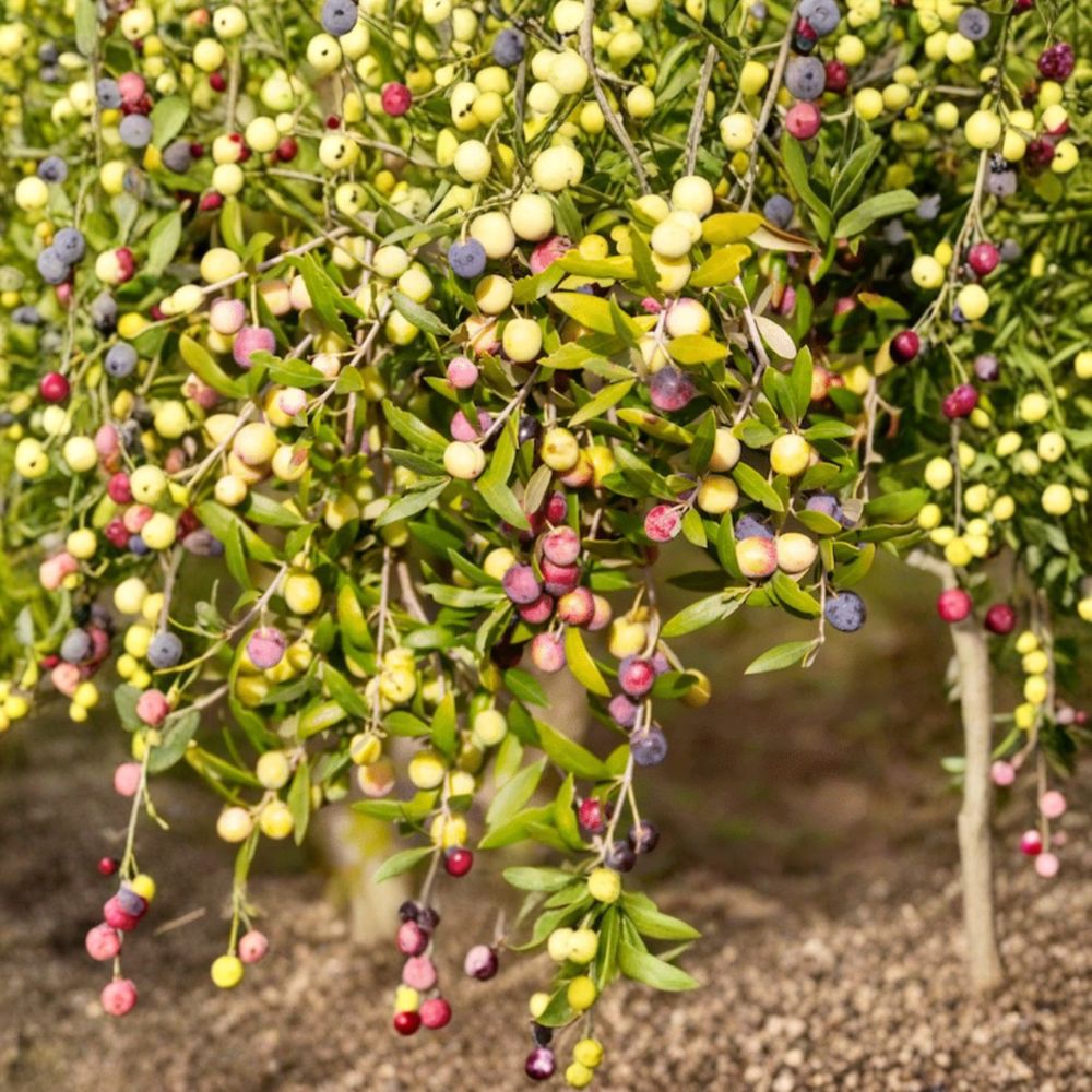 Arbequina Olive Tree – Olea europaea 'Arbequina' Live Starter Plant | 4–6 Inches Tall | Root Ball | Dwarf Edible Olive Tree | Container Friendly
