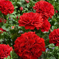 Presto Dark Red Geranium Seeds – 25+ Pelargonium Flower Seeds | Deep Red Garden Blooms | Patio & Container Flowers | Easy to Grow