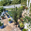 Taxus baccata ‘Fastigiata’ – Irish Yew Live Evergreen Plant | 25–35 Inches Tall | Privacy Hedge & Upright Accent Shrub | Bare Root From #3 Container
