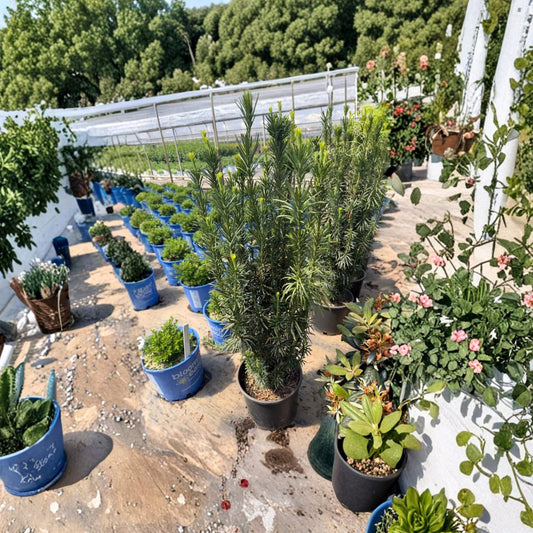 Taxus baccata ‘Fastigiata’ – Irish Yew Live Evergreen Plant | 25–35 Inches Tall | Privacy Hedge & Upright Accent Shrub | Bare Root From #3 Container
