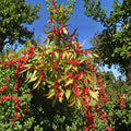 Winter Red Winterberry Holly – Live Female Native Shrub | 4 Inch Pot Plant | Ilex verticillata | Red Berry Winter Landscape Plant