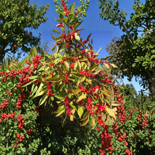 Winter Red Winterberry Holly – Live Female Native Shrub | 4 Inch Pot Plant | Ilex verticillata | Red Berry Winter Landscape Plant
