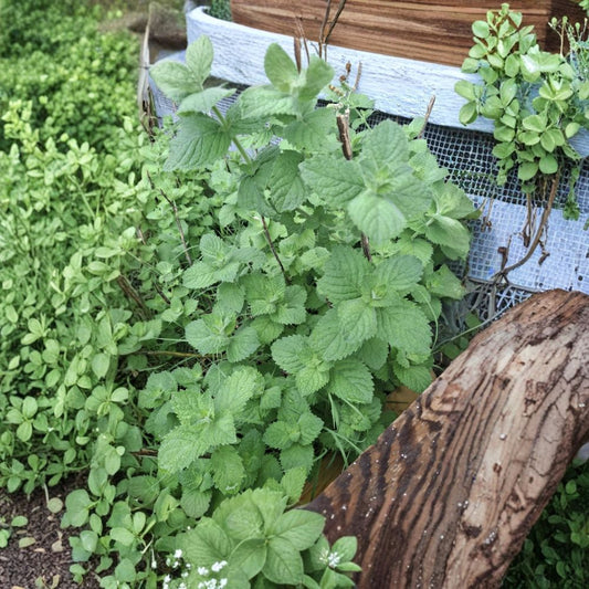 Spearmint Plant – Mentha spicata Live Rooted Cuttings | 10 Live Plant Cuttings | Naturally Grown Herb | Ready to Plant