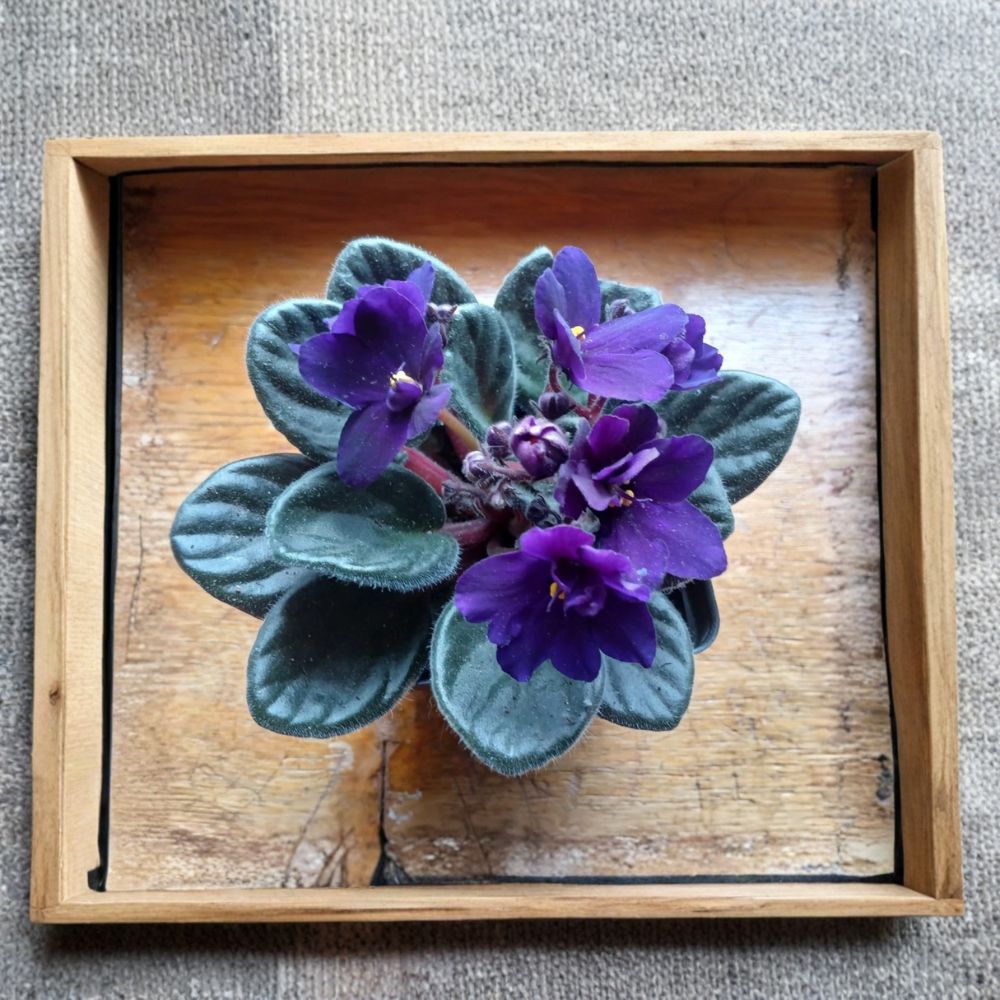 Cobalt Blue African Violet – Saintpaulia ionantha Live Plant | 4 Inch Nursery Pot | Purple Flowering Houseplant | Gift Size | Easy to Grow