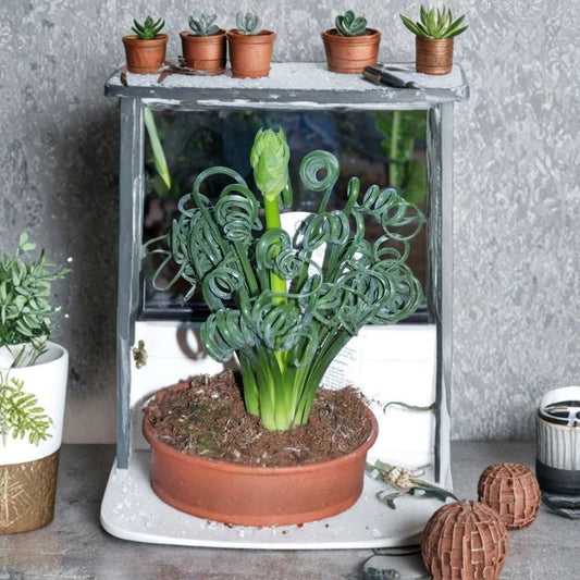 Albuca Spiralis Live Plant – Corkscrew Albuca | Frizzle Sizzle | 4 Inch Pot | Curly Grass Succulent | Rare Houseplant | Easy Care Indoor Plant