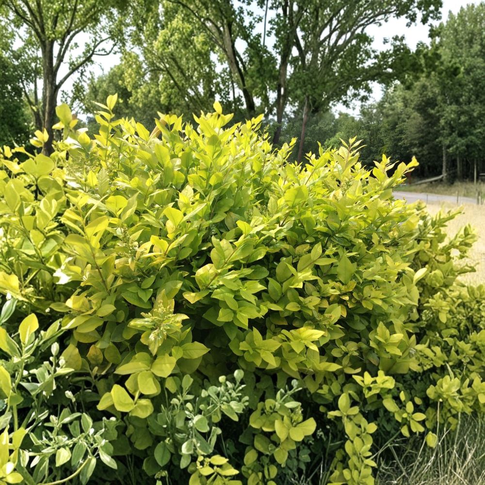 Golden Privet – Ligustrum ovalifolium 'Aureum' Live Cuttings | 30 Cuttings 8 Inches | Hedge, Bonsai & Shrub Starter | Easy to Propagate