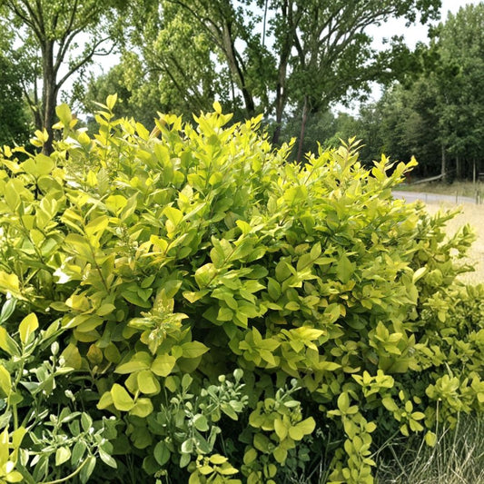 Golden Privet – Ligustrum ovalifolium 'Aureum' Live Cuttings | 30 Cuttings 8 Inches | Hedge, Bonsai & Shrub Starter | Easy to Propagate
