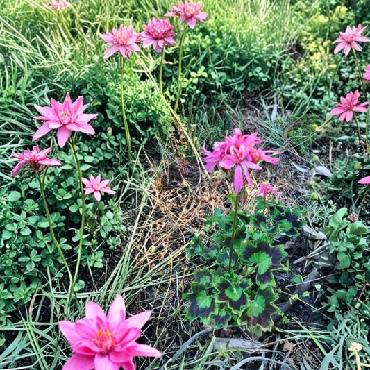 Rare Spiky Pink Bloom Cluster Pelargonium Geranium Live Plant Cutting | 6 Inch | Unusual Salmon Pink Flowers | Easy Care Flowering Plant