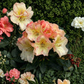 Rhododendron ‘Horizon Monarch’ Live Evergreen Shrub | Yellow Pink & Cream Blooming Rhododendron | Award Winning Landscape Plant | 3 Gallon Container