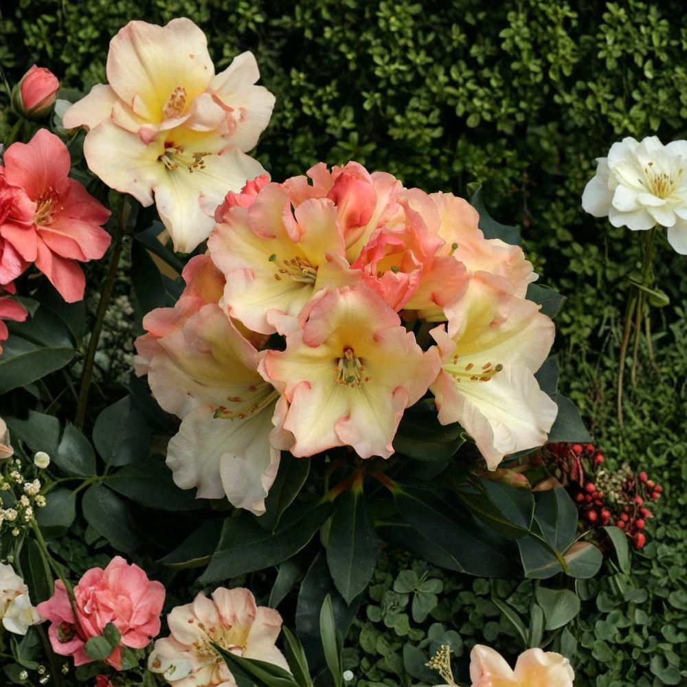 Rhododendron ‘Horizon Monarch’ Live Evergreen Shrub | Yellow Pink & Cream Blooming Rhododendron | Award Winning Landscape Plant | 3 Gallon Container