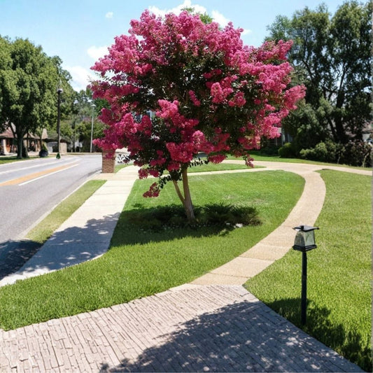 Pink Crape Myrtle – Lagerstroemia indica Fresh Cuttings | Set of 7 | 6 Inches Long | Organic Flowering Tree | Easy to Propagate