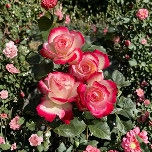 Rose Cherry Parfait – Jubilé du Prince de Monaco Live Rose Plant | Shrub Rose | Red & White Bicolor Blooms | Outdoor Garden Flower | Fragrant Rose Bush