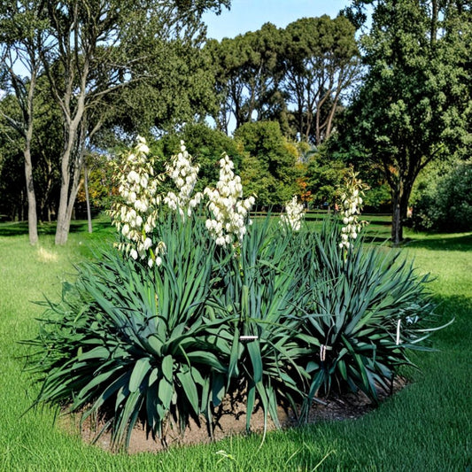 Adam's Needle Yucca – Yucca filamentosa Live Bare Root Plant | 9–12 Inch Evergreen Succulent | Hardy Drought-Tolerant Landscape Plant