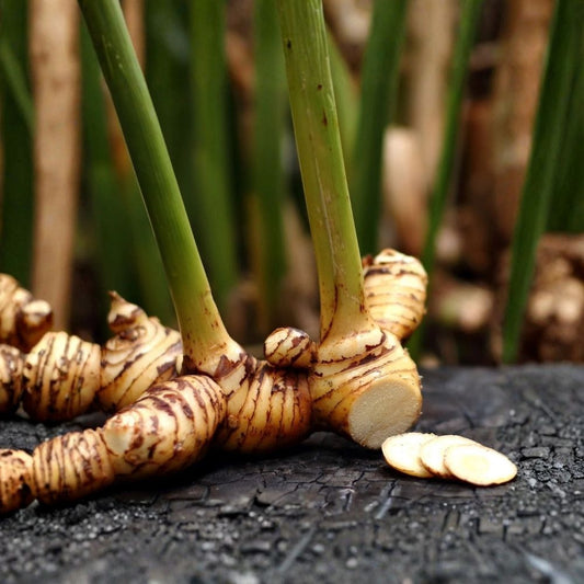 Galanga Thai Ginger – Alpinia galanga Live Plant | 3–8 Inches Tall | 3 Inch Pot | Siamese Ginger | Edible Culinary Herb | Tropical Ginger Plant | Zones 8b–10