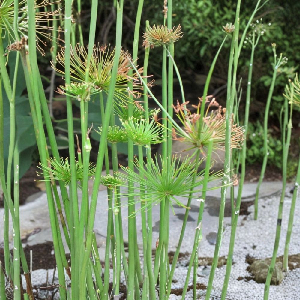Dwarf Papyrus – Cyperus haspan Live Pond Plant | 15–25 Inches Tall | Tropical Marginal Aquatic Plant | Water Garden Favorite | Easy to Grow
