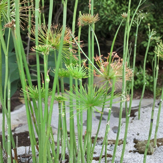 Dwarf Papyrus – Cyperus haspan Live Pond Plant | 15–25 Inches Tall | Tropical Marginal Aquatic Plant | Water Garden Favorite | Easy to Grow