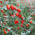 Goji Berry Plant – Lycium chinense Live Plant | Includes Nursery Pot Wolfberry Shrub | Edible Superfruit Plant | 宁夏枸杞苗